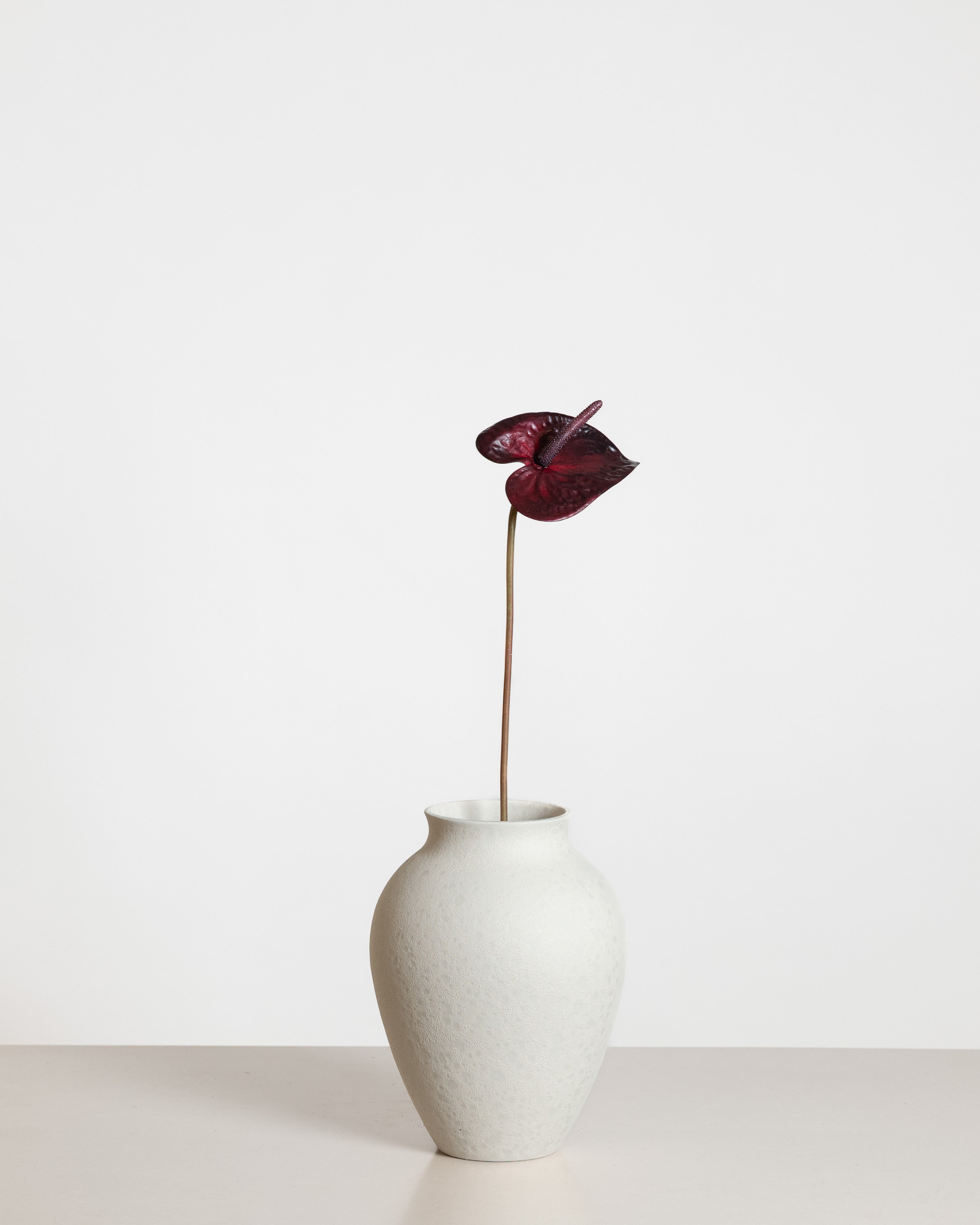 Anthurium Flower — Bordeaux – FLOROVIA