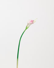 Calla Lily Flower — Light Pink