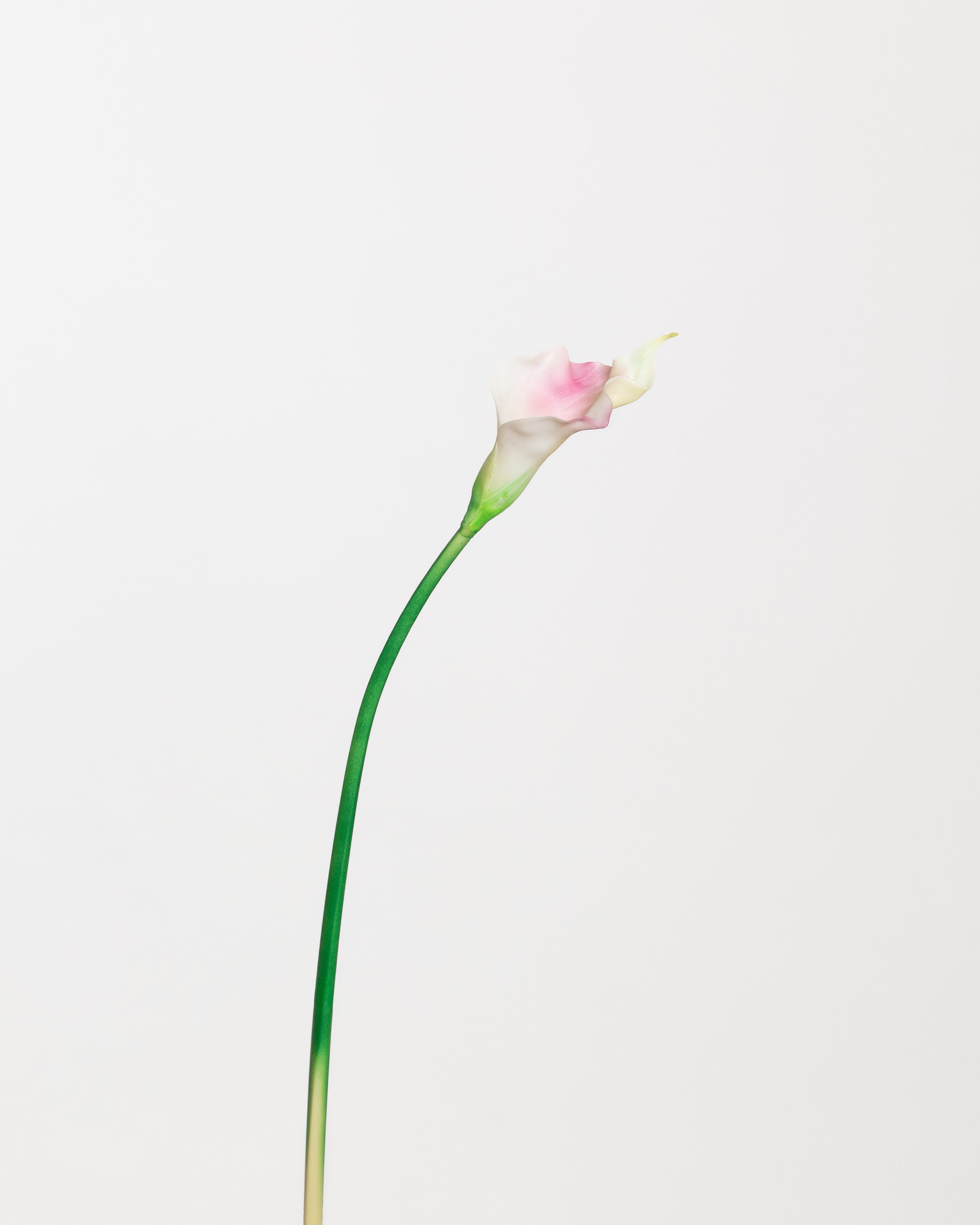 Calla Lily Flower — Light Pink