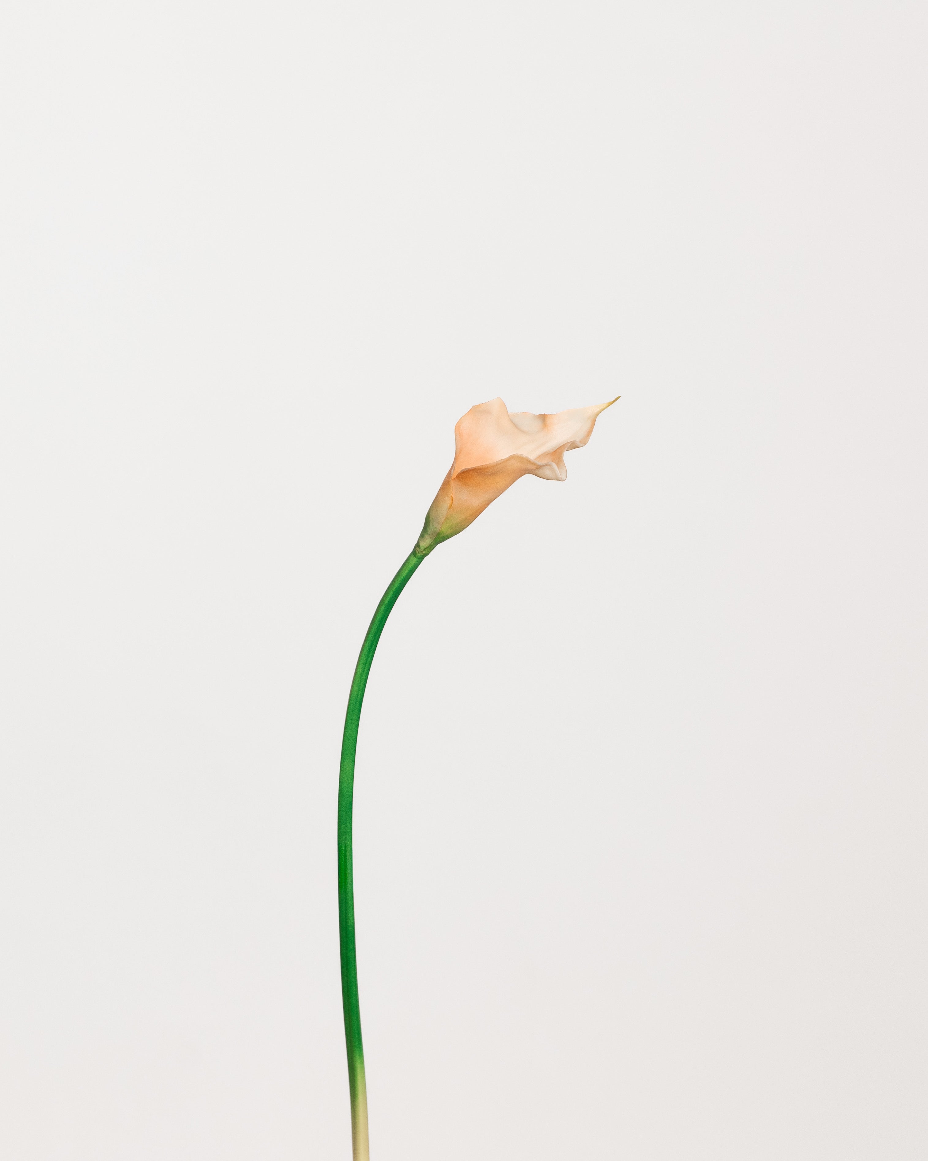 Calla Lily Flower — Peach