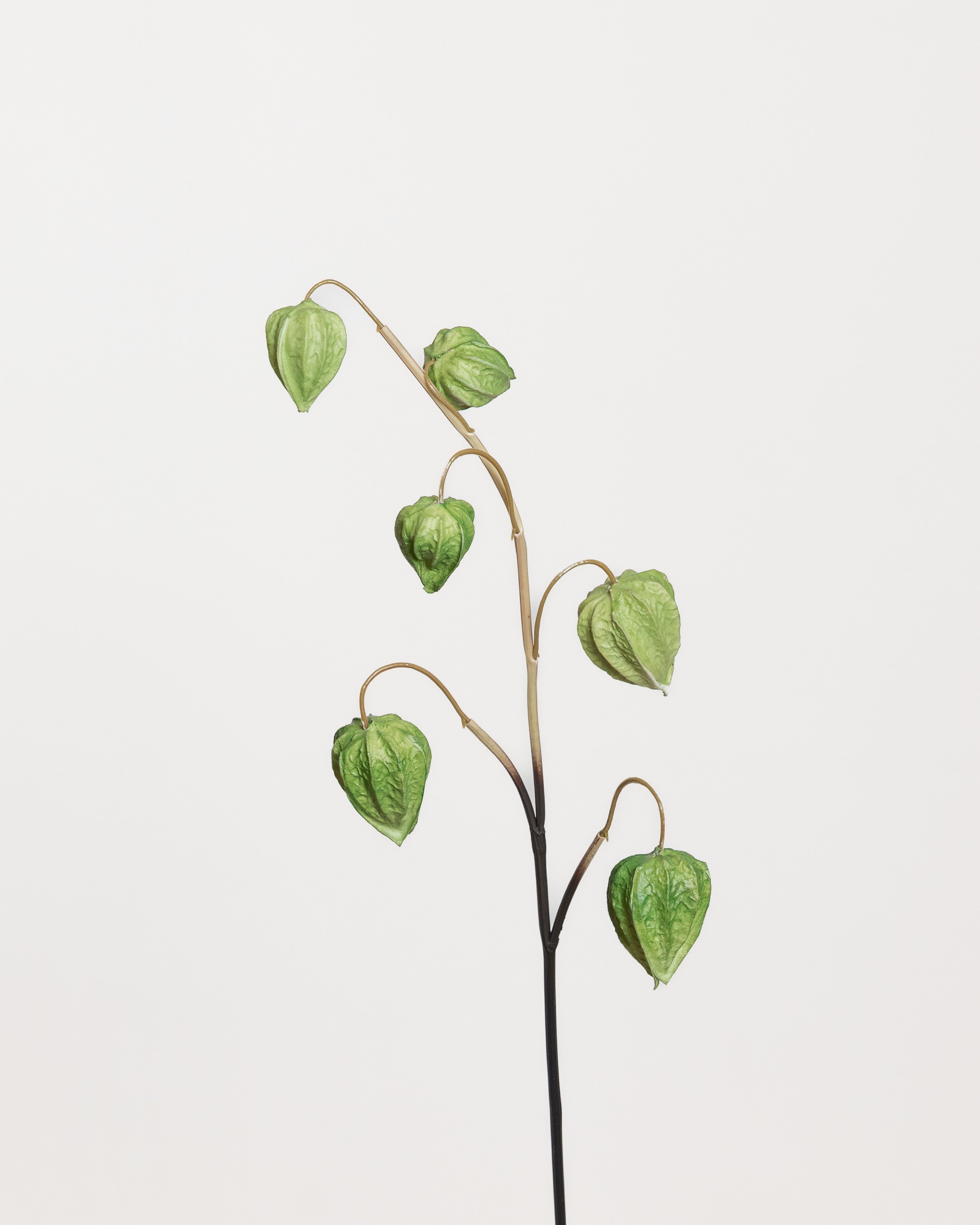 Physalis Flower — Green
