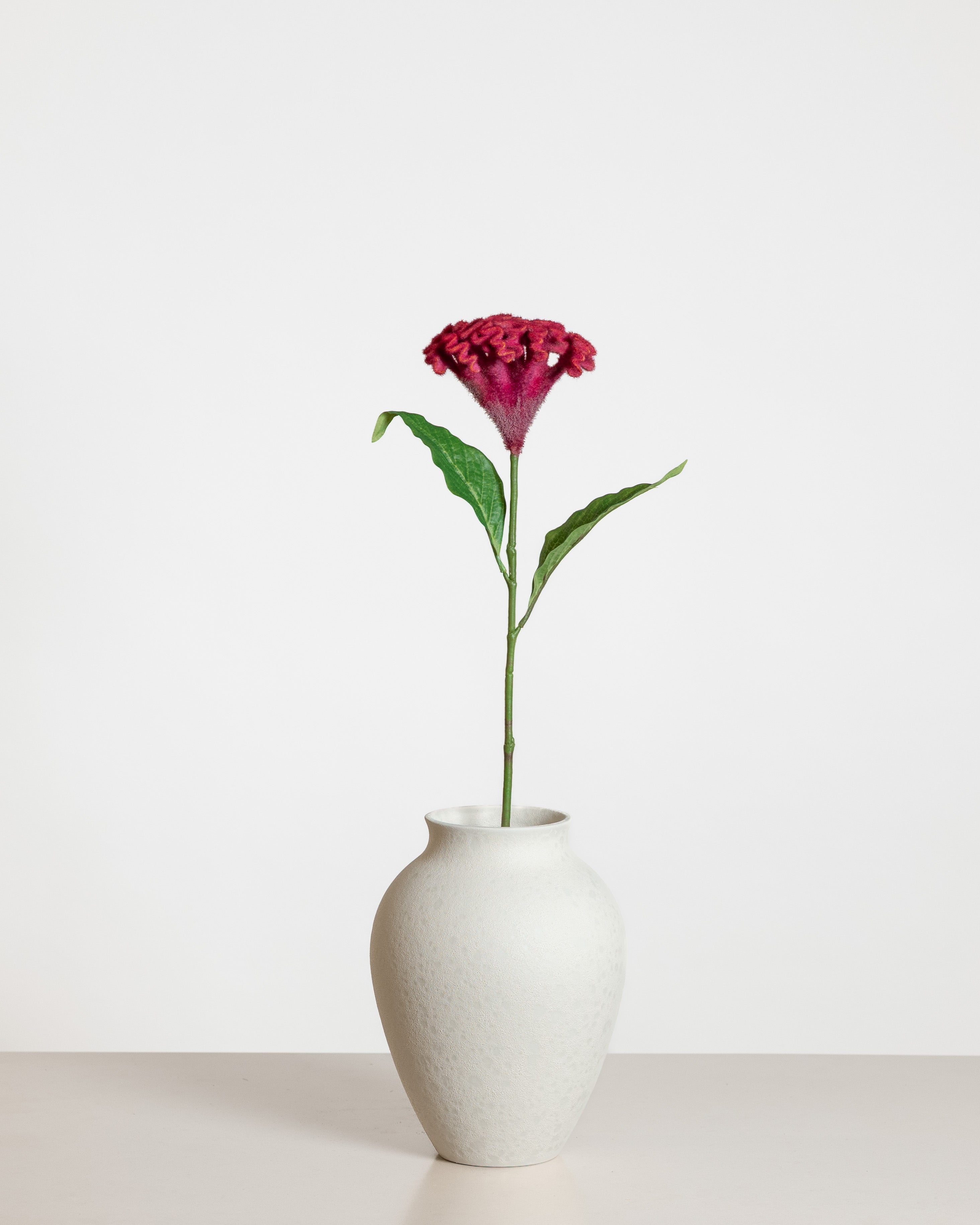 Celosia Flower — Dark Pink