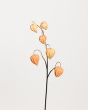 Physalis Flower — Orange