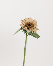 Sunflower — Brown