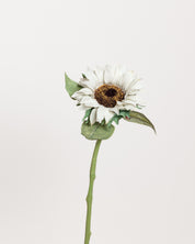 Sunflower — White