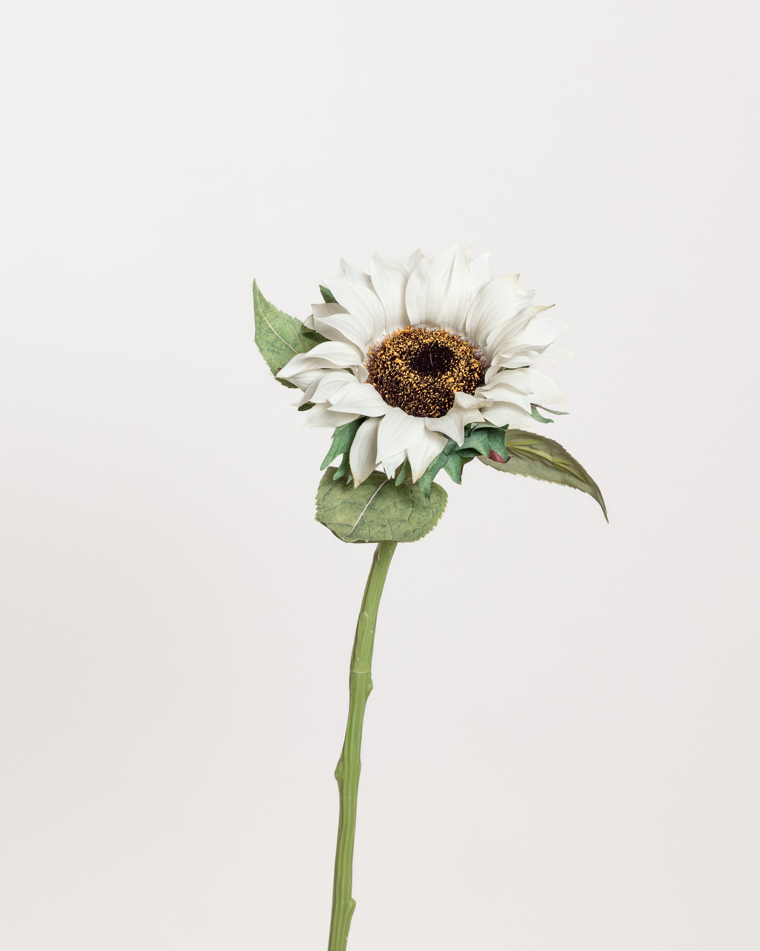 Sunflower — White