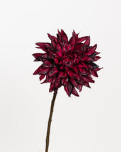 Dahlia Flower — Bordeaux