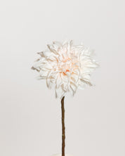 Dahlia Flower — Cream