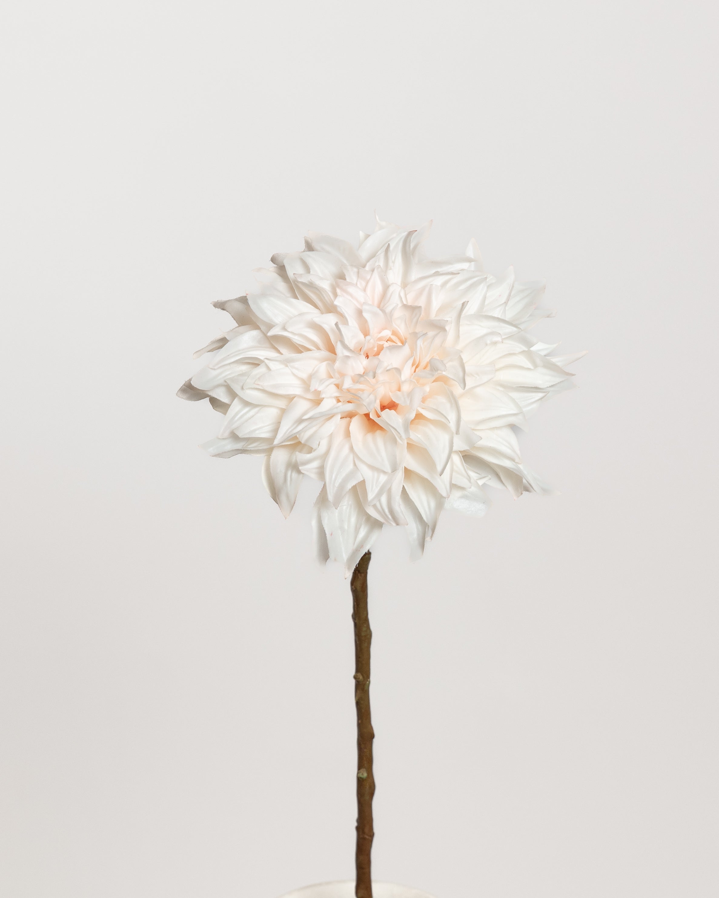 Dahlia Flower — Cream