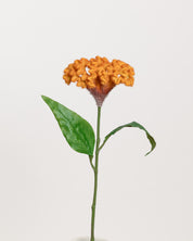 Celosia Flower — Orange