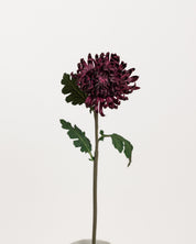 Chrysanthemum — Purple