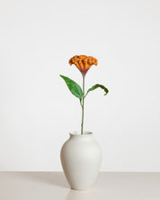 Celosia Flower — Orange