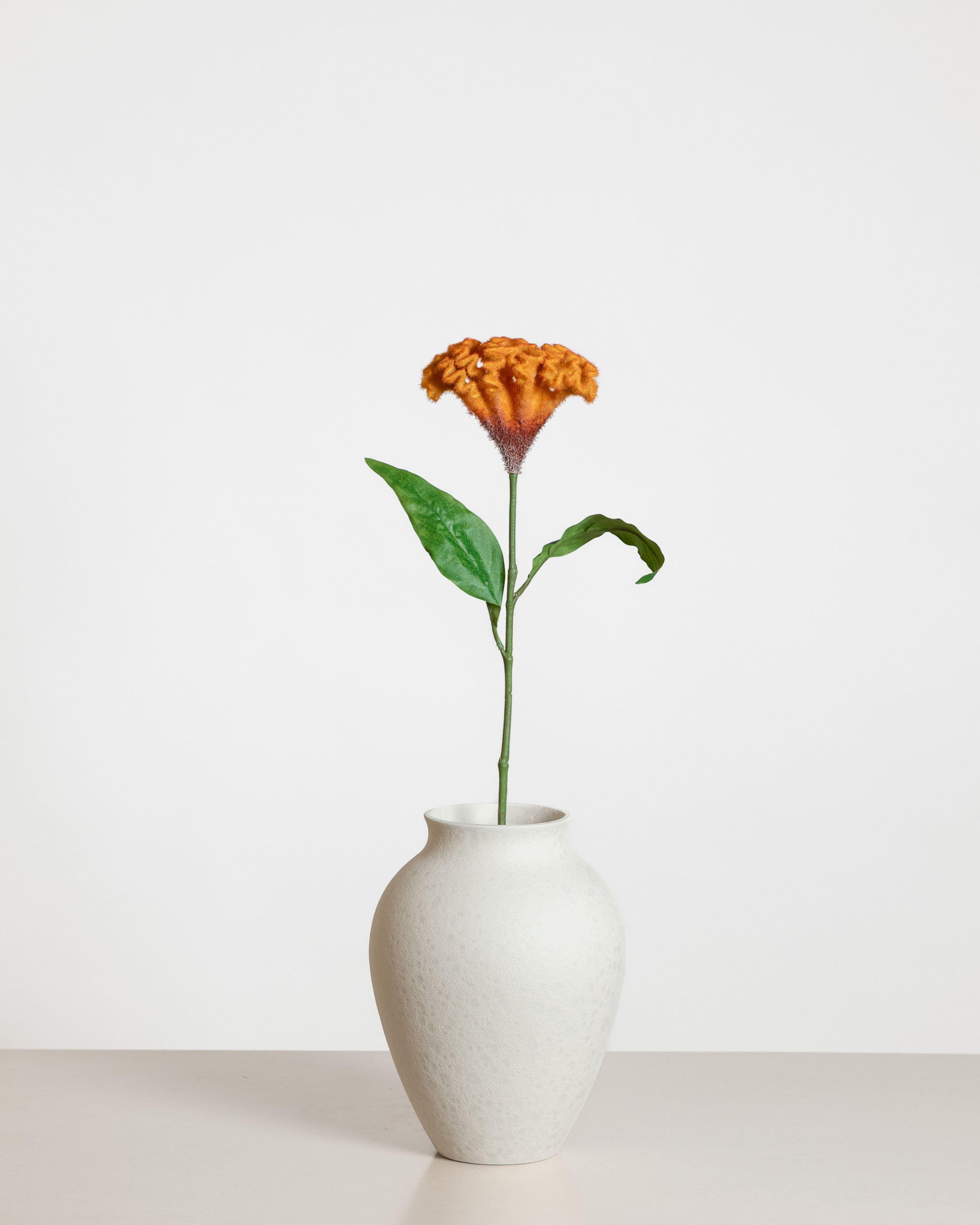 Celosia Flower — Orange