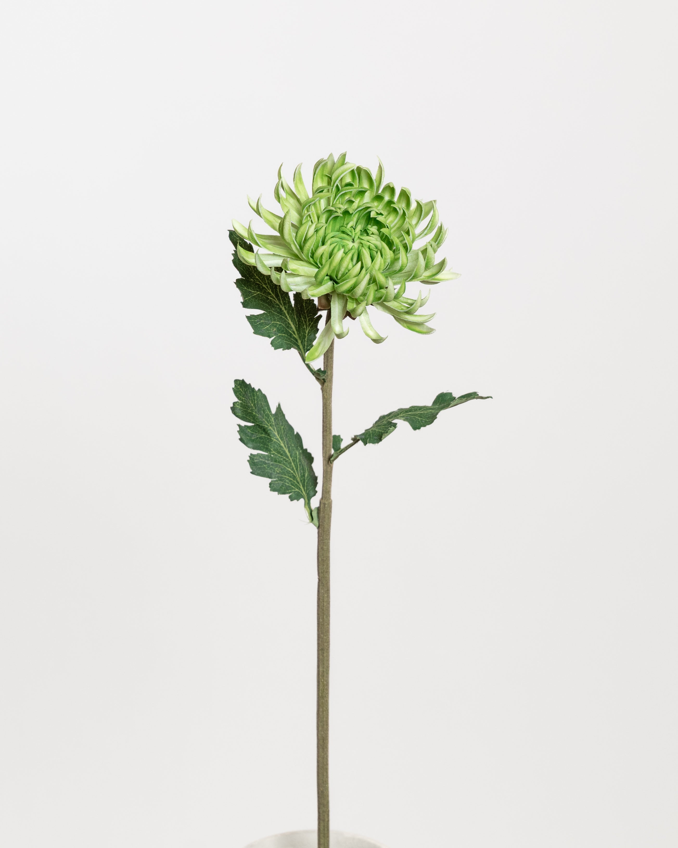 Chrysanthemum — Green