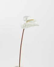 Anthurium Flower — White