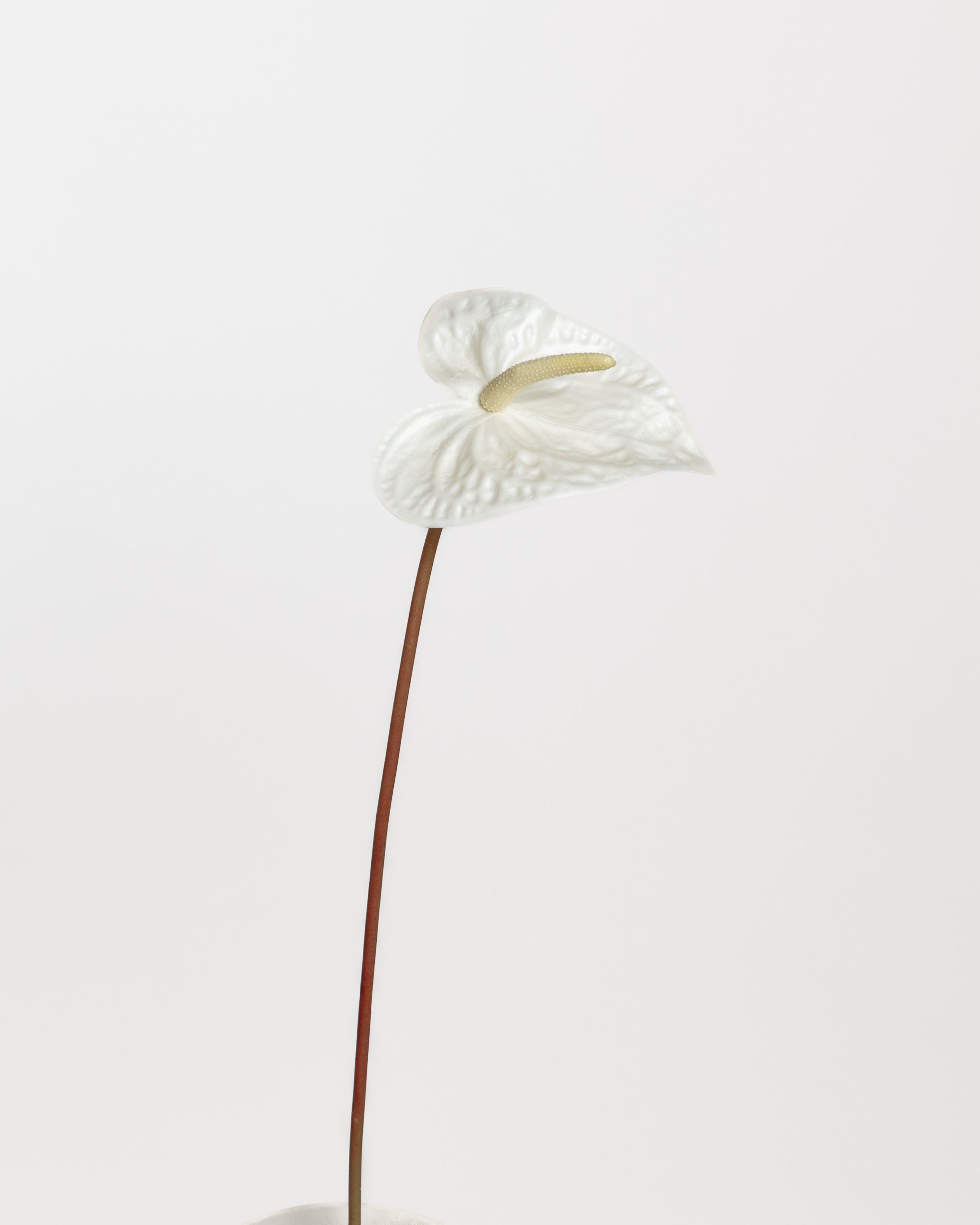 Anthurium Flower — White