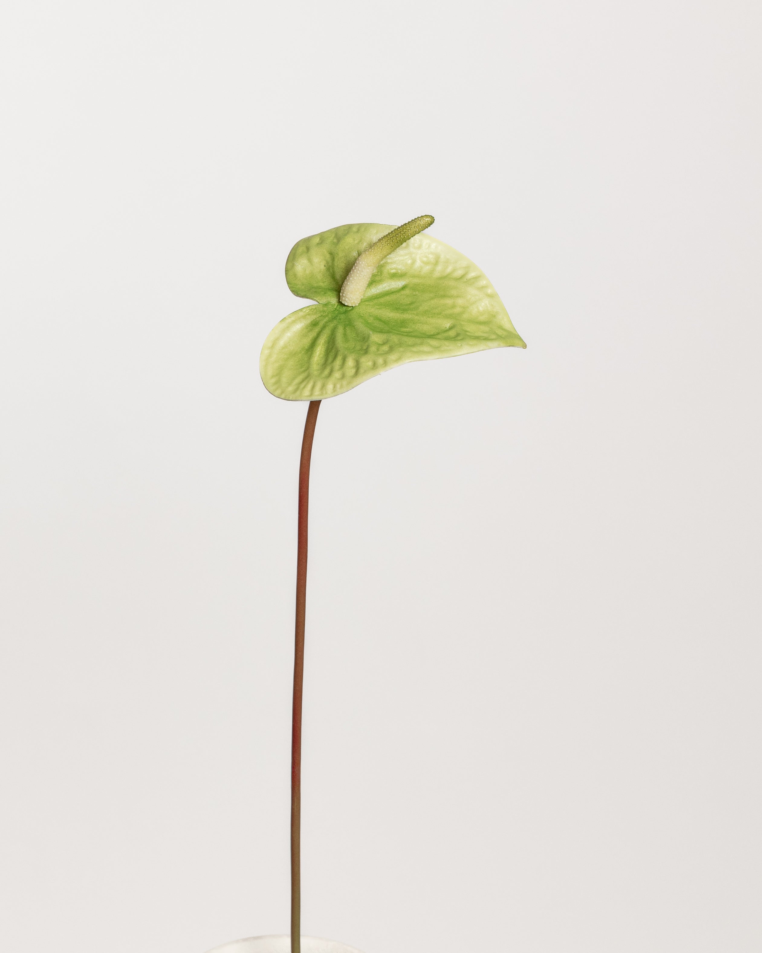 Anthurium Flower — Green