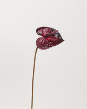 Anthurium Flower — Bordeaux