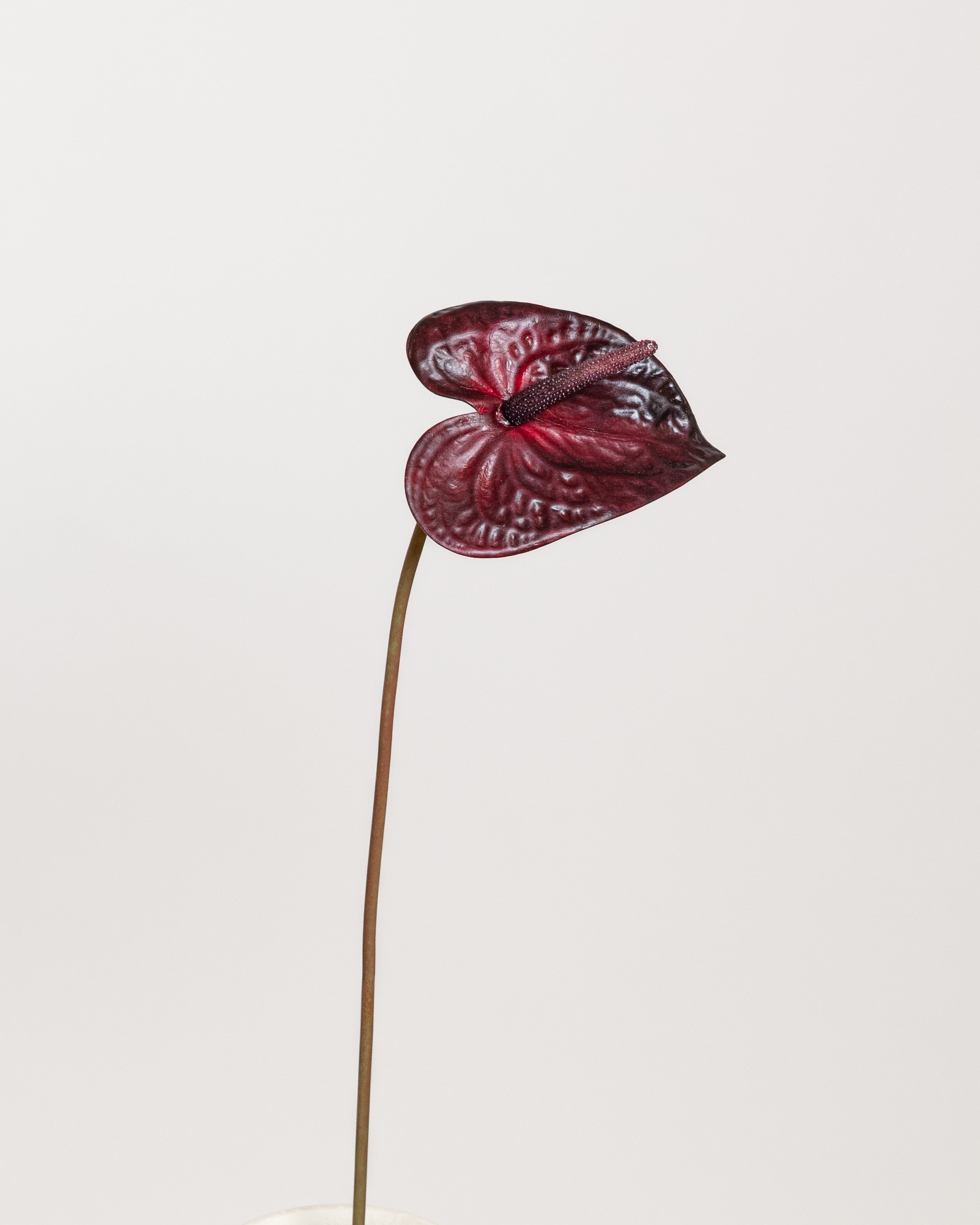 Anthurium Flower — Bordeaux