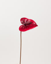 Anthurium Flower — Red
