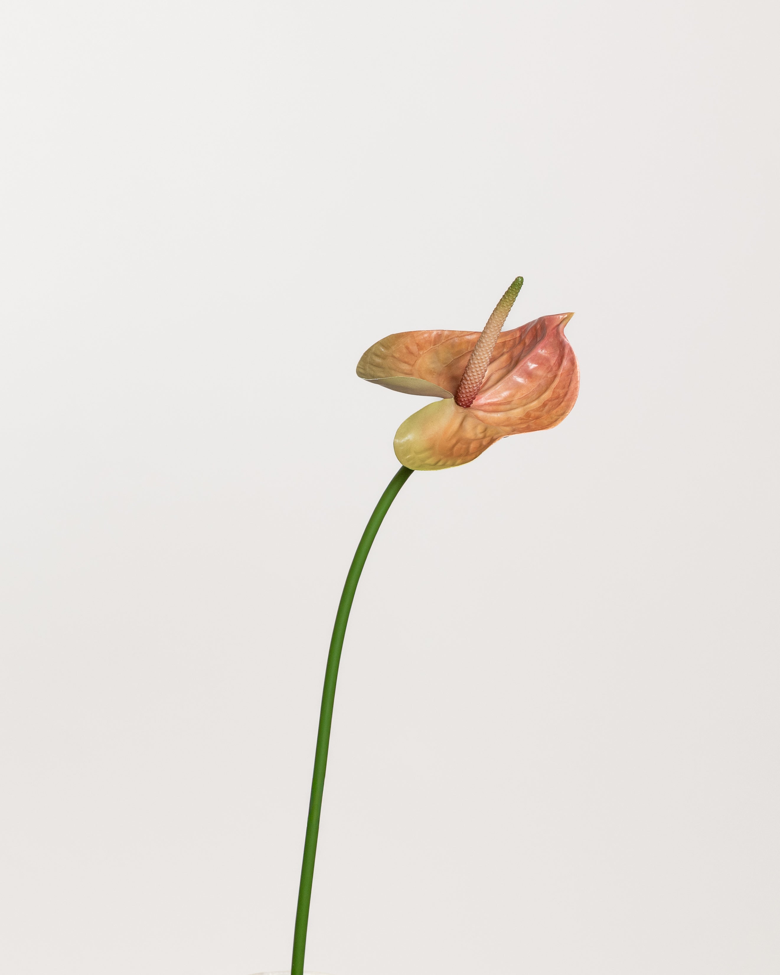 Anthurium Flower — Peach