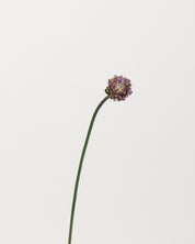 Allium — Purple