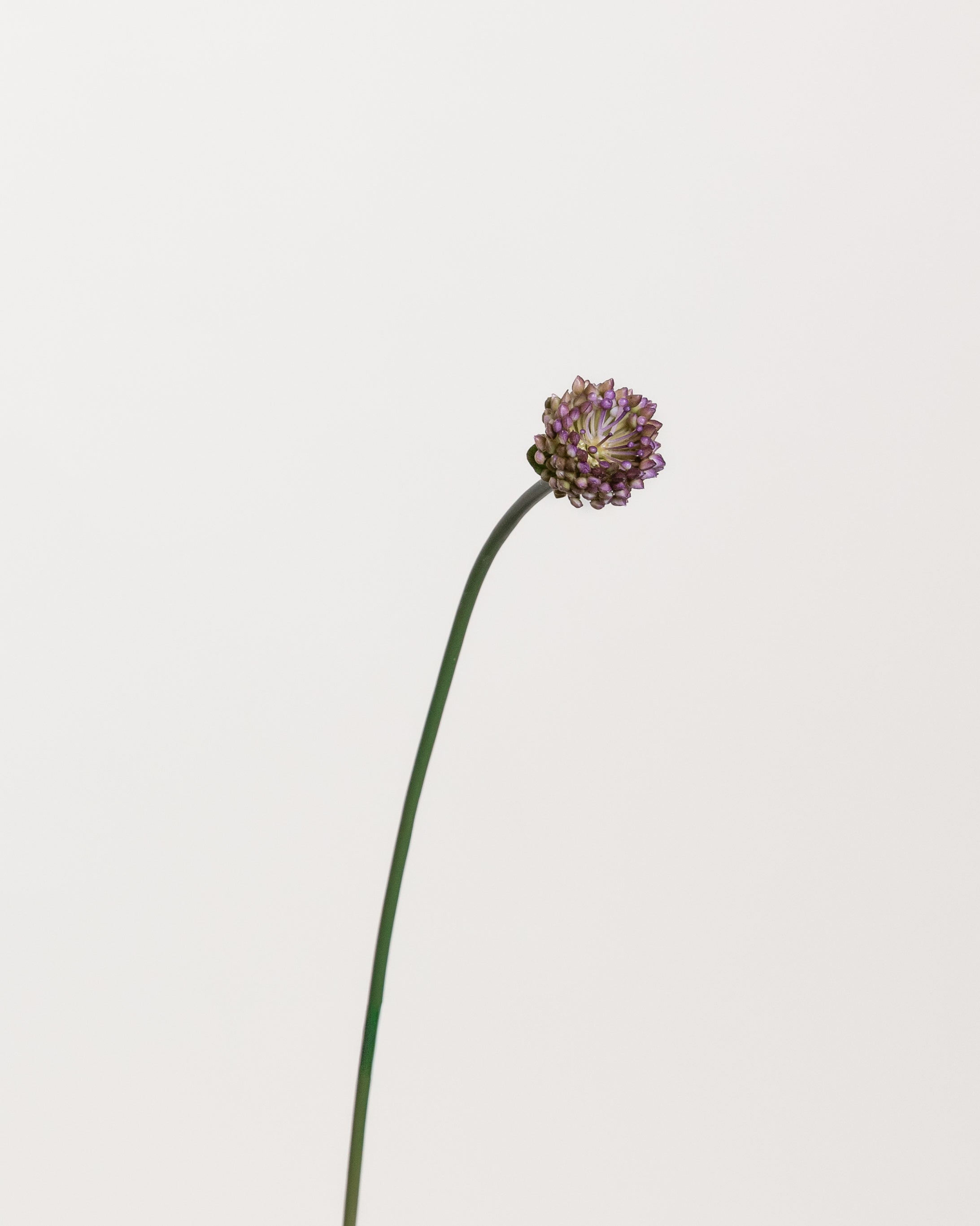 Allium — Purple