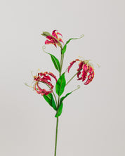 Gloriosa Flower — Red
