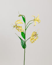 Gloriosa Flower — Yellow