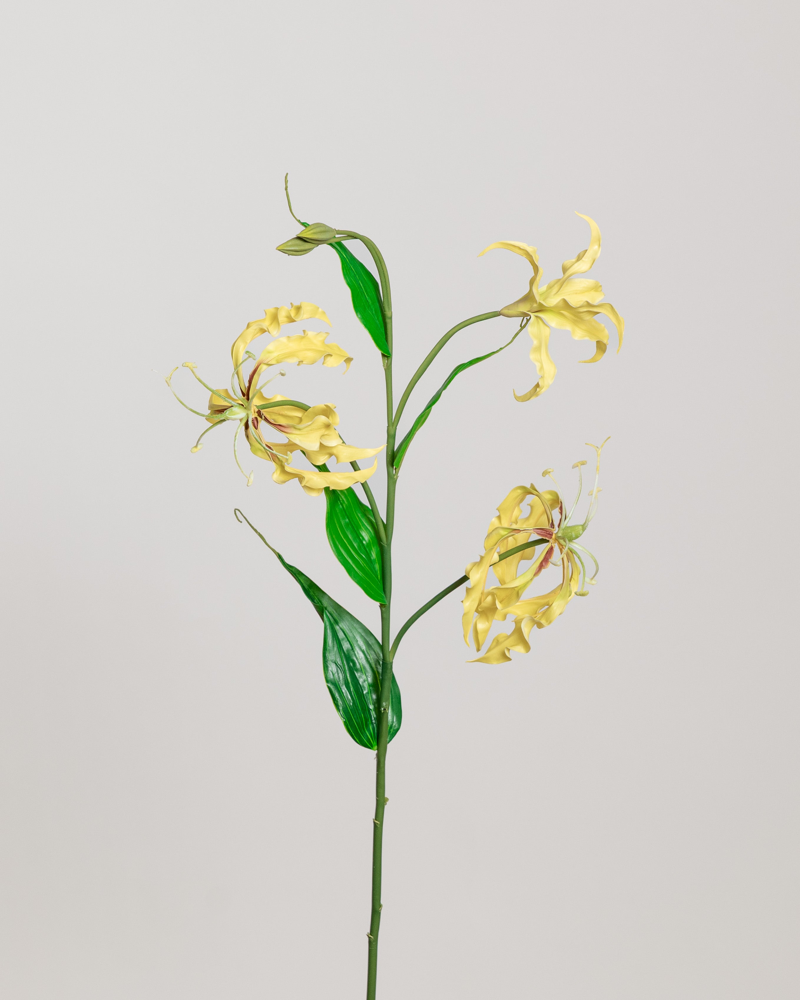 Gloriosa Flower — Yellow
