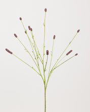 Sanguisorba — Bordeaux