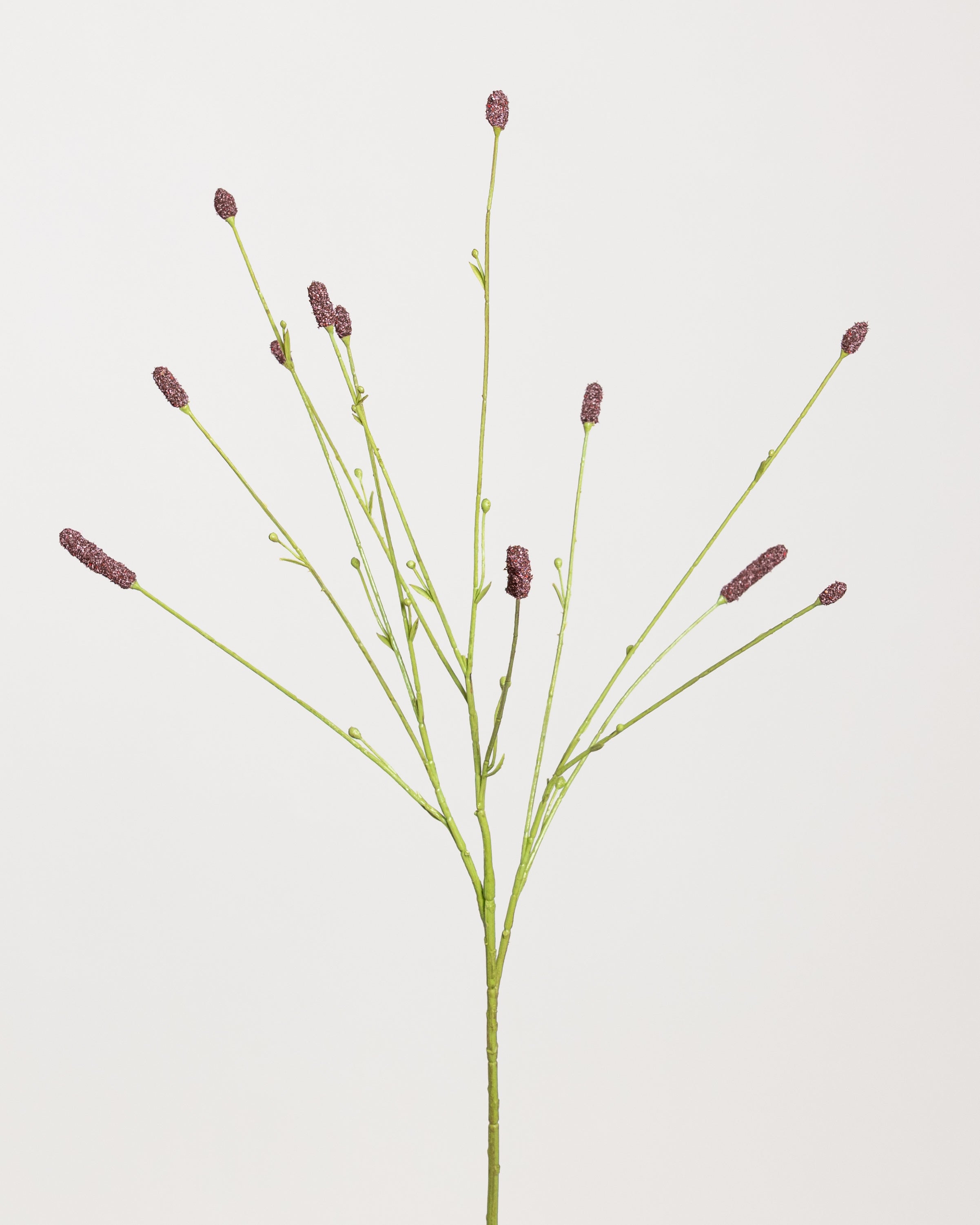 Sanguisorba — Bordeaux