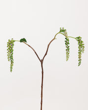 Phytolacca Berry Spray — Grön