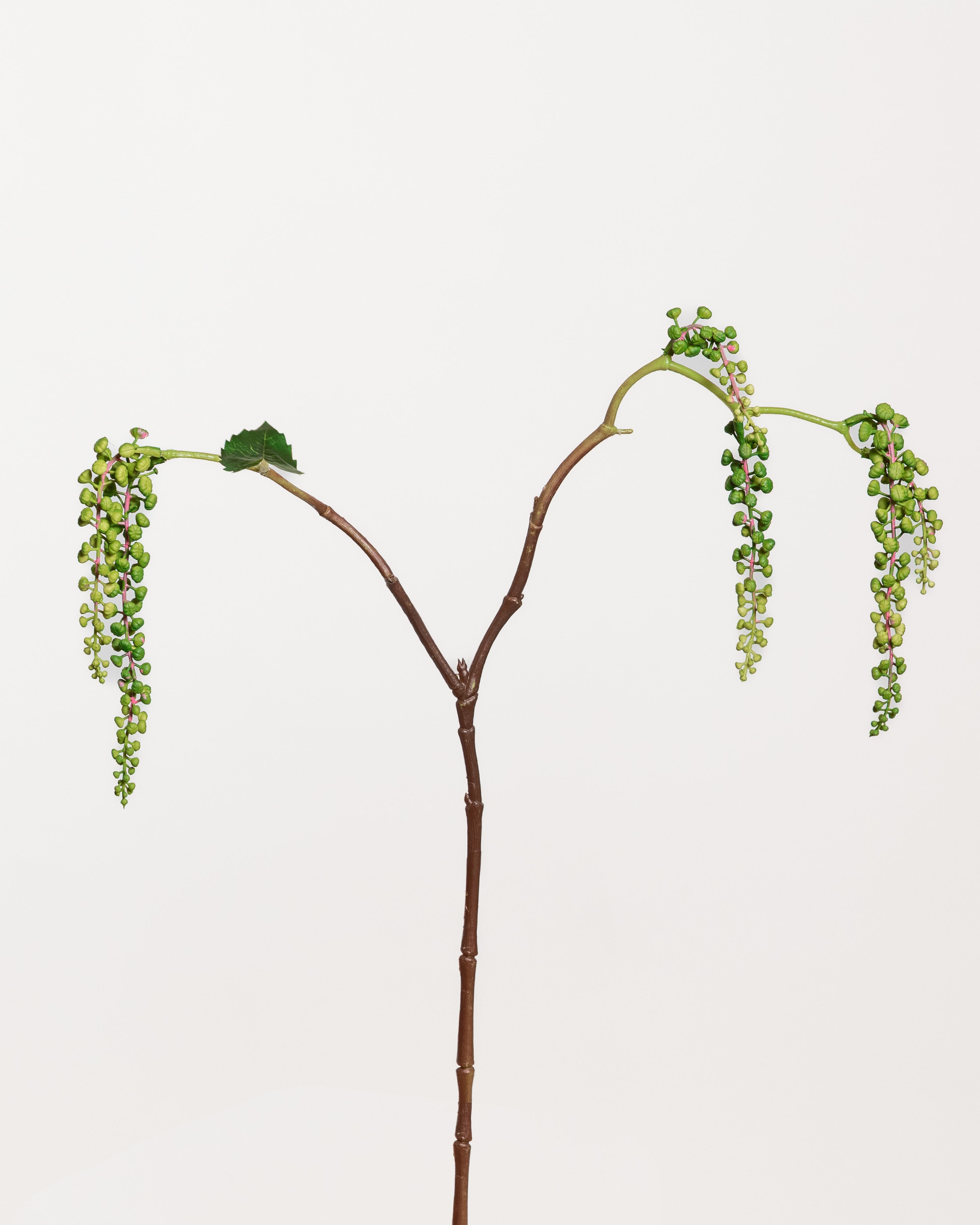 Phytolacca Berry Spray — Grön