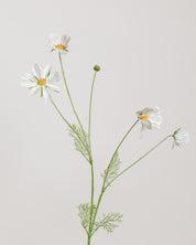 Cosmo Daisy Flower — White