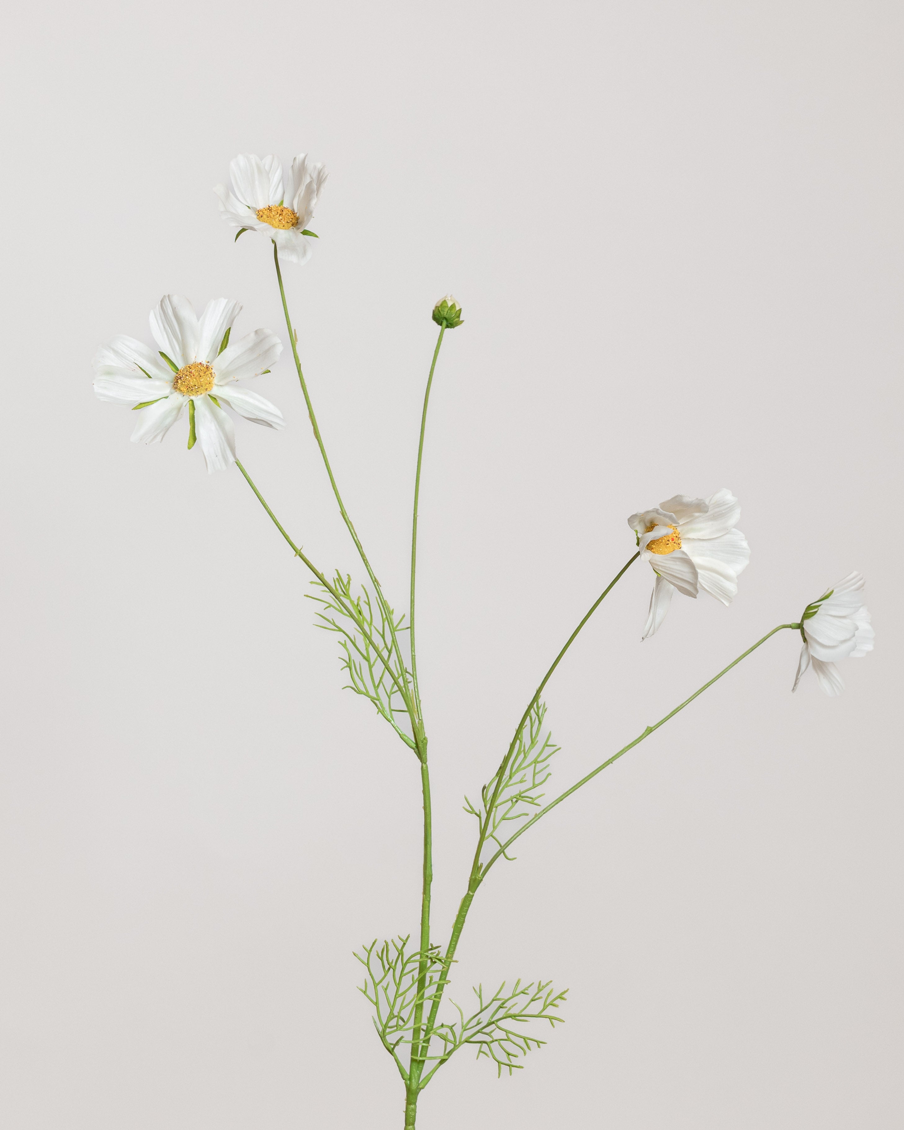 Cosmo Daisy Flower — White