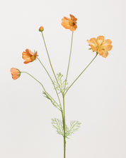 Cosmo Daisy Flower — Orange