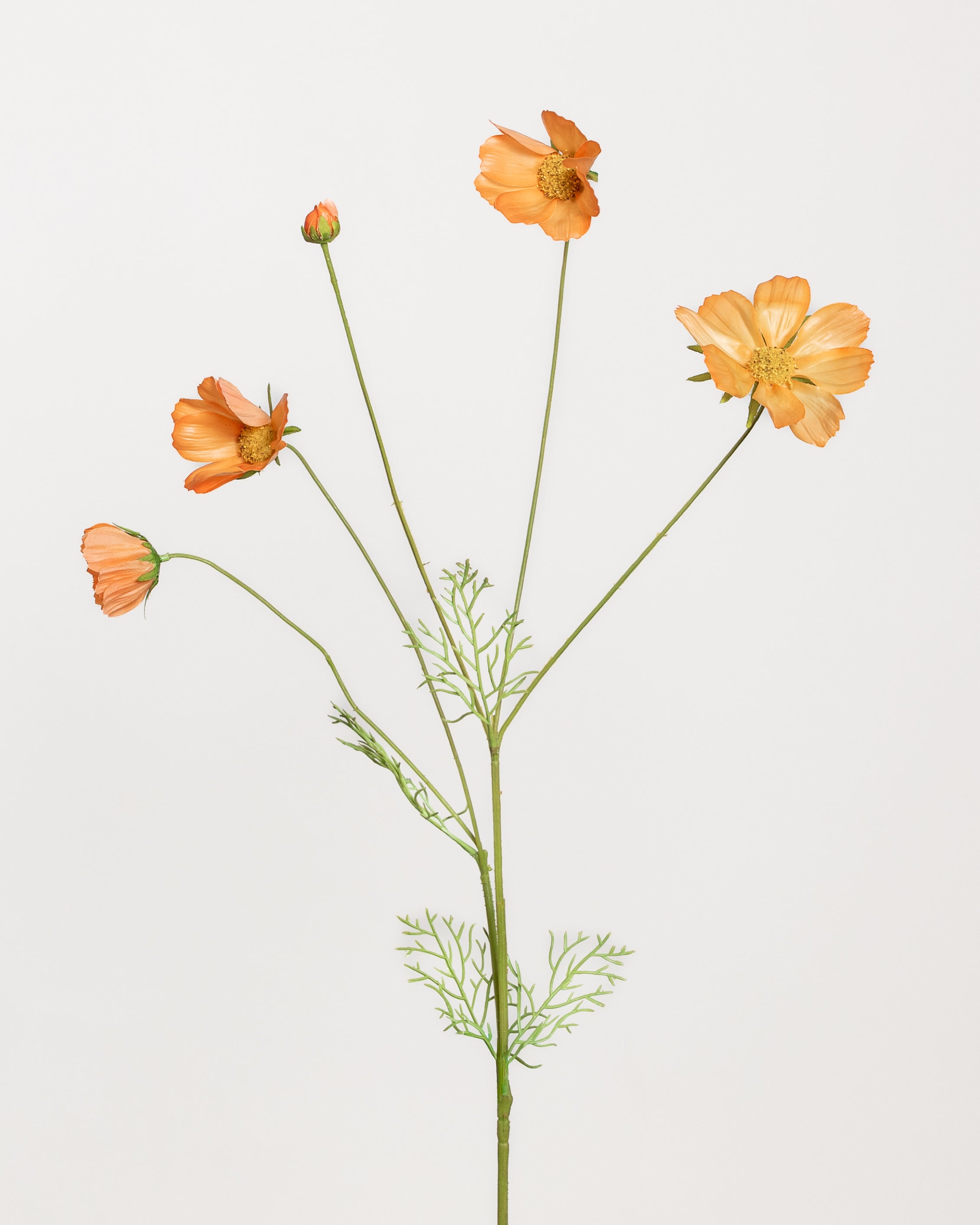 Cosmo Daisy Flower — Orange