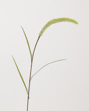 Foxtail Flower — Green