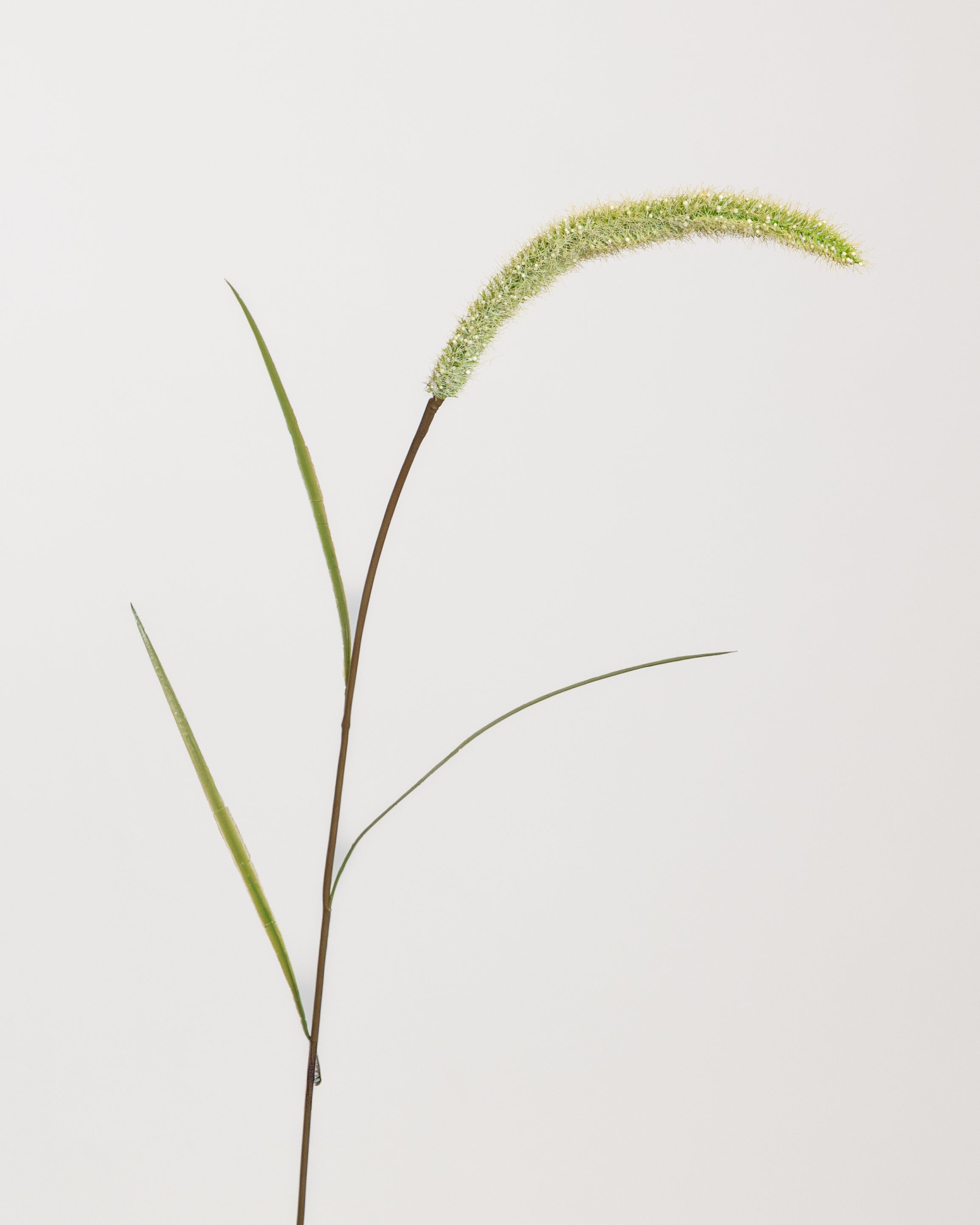 Foxtail Flower — Green