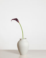 Calla Lily — Purple