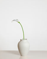 Calla Lily — White