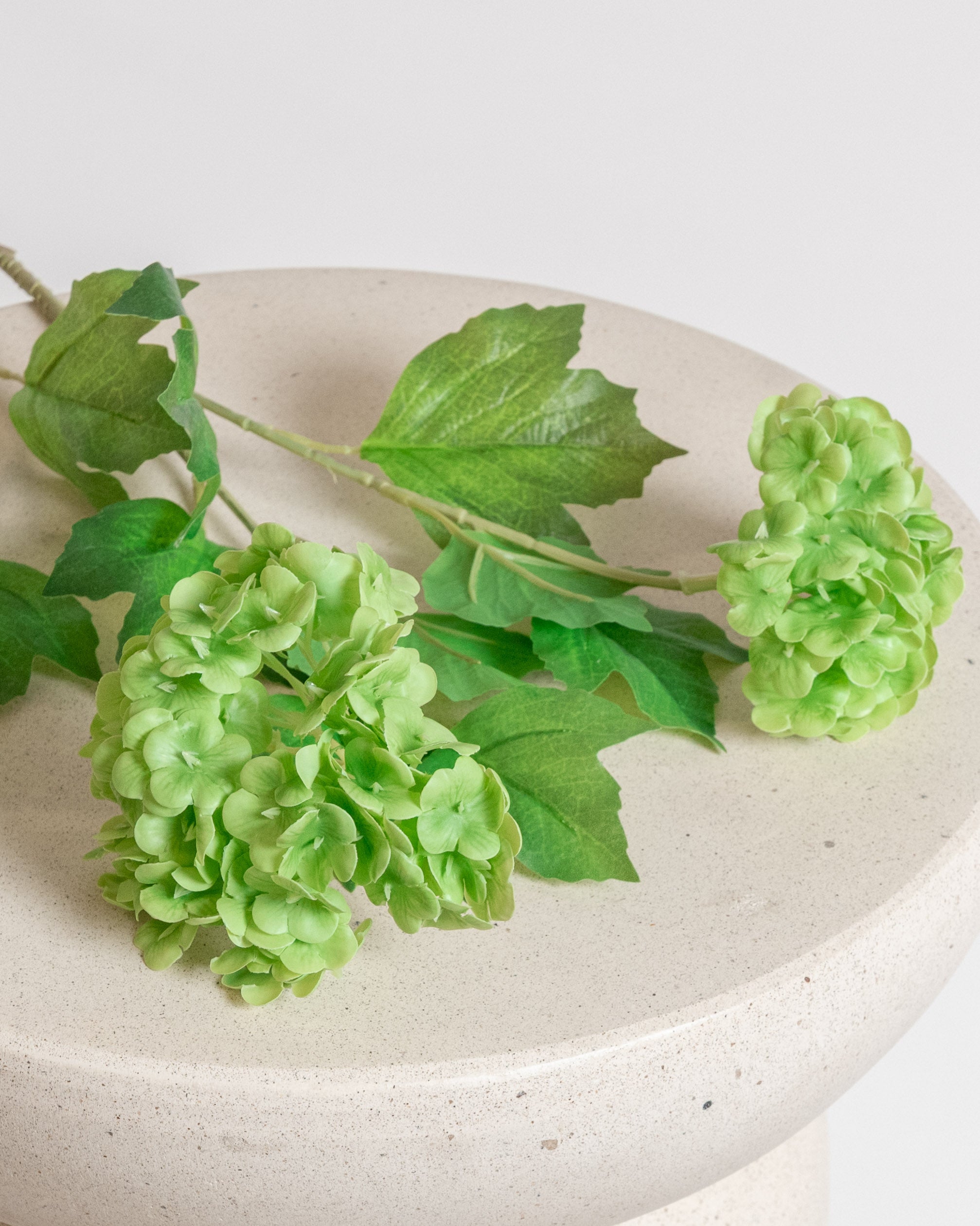 Snowball Hydrangea — Green