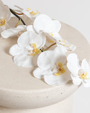 Orchid Flower — White