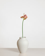 Anthurium Flower — Peach