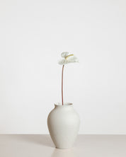 Anthurium Flower — White