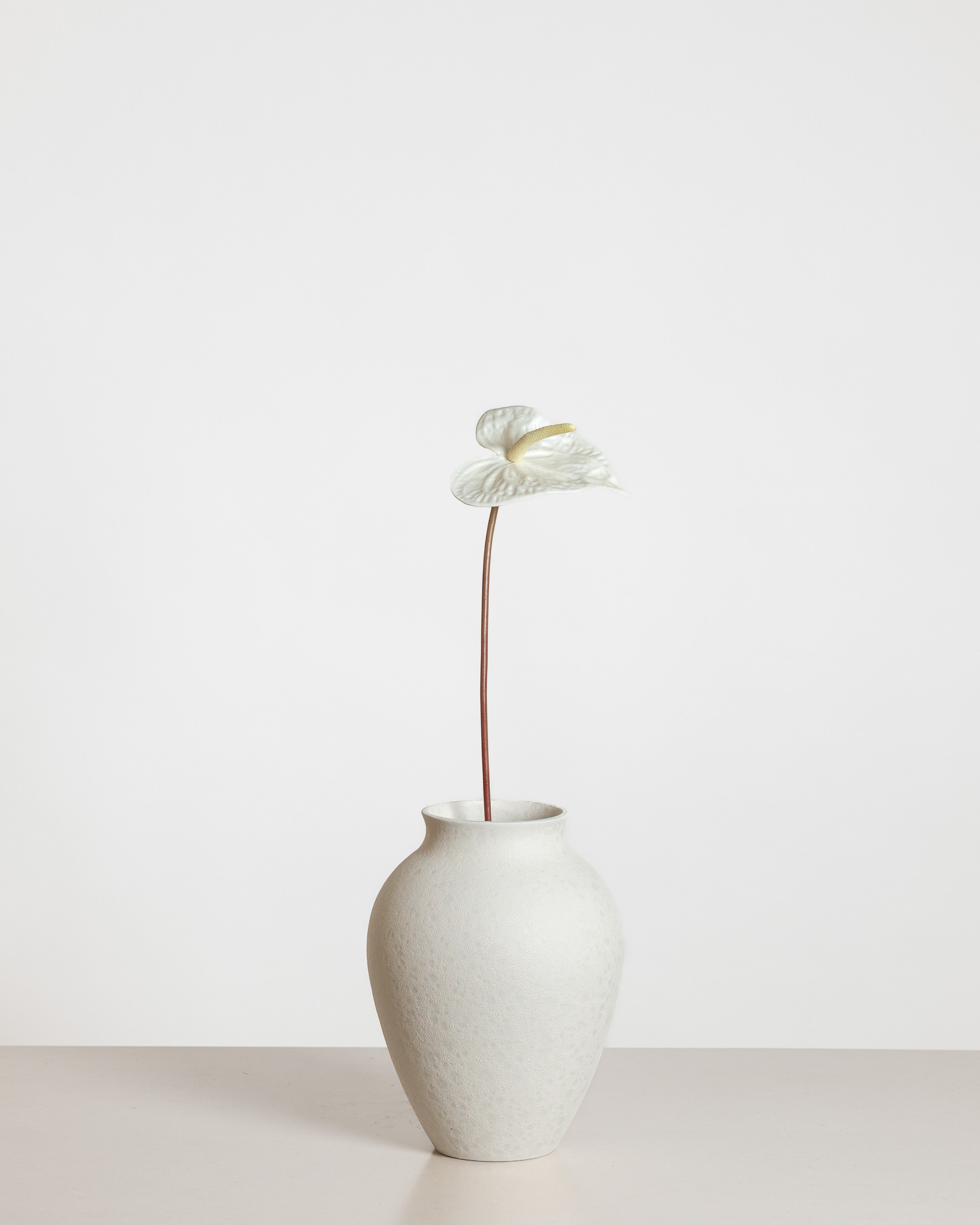 Anthurium Flower — White