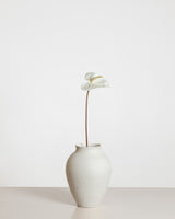 Anthurium Flower — White