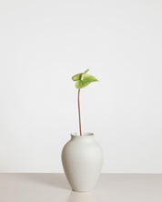 Anthurium Flower — Green