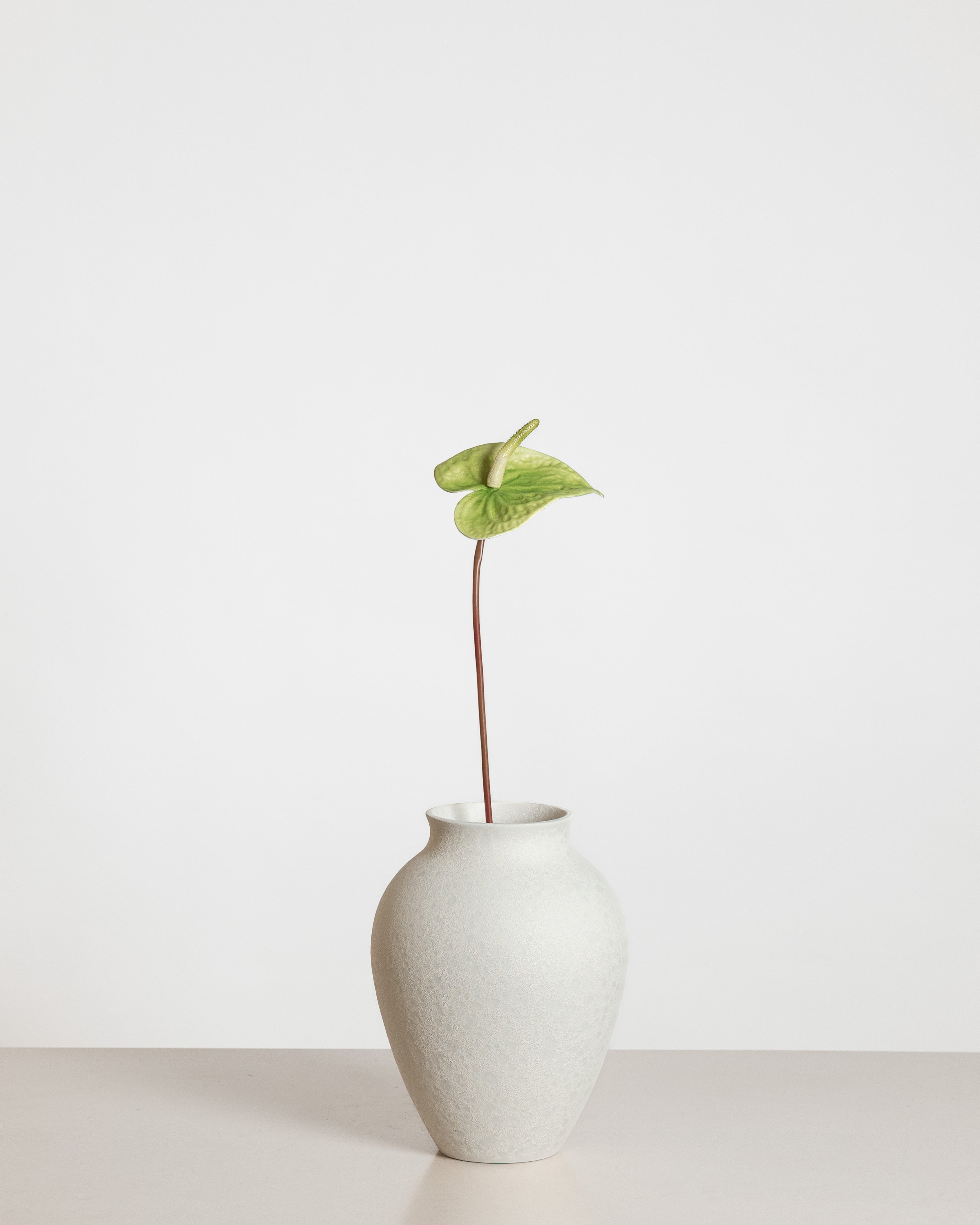 Anthurium Flower — Green